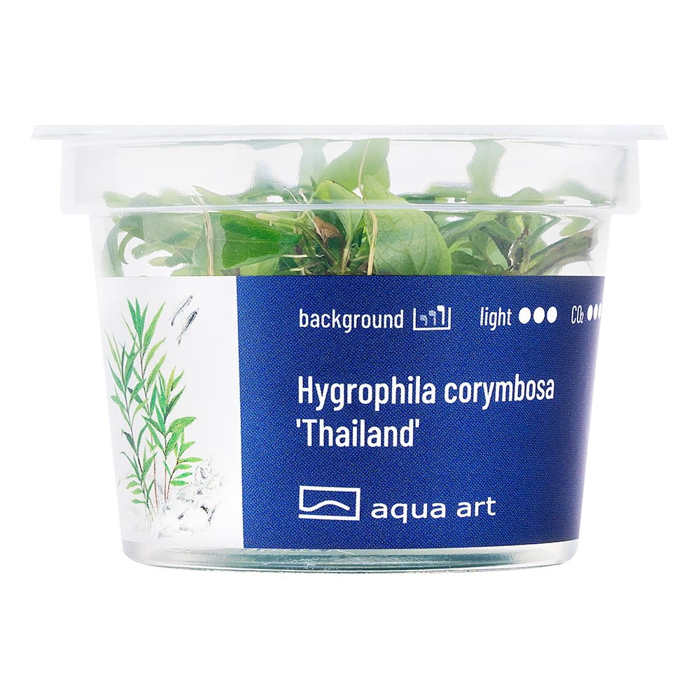 Hygrophila Corymbosa 'Thailand' Roślina In Vitro Kubek 6cm.jpg